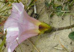 Image of Sea Bindweed