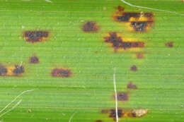 Imagem de Puccinia obscura J. Schröt. 1877