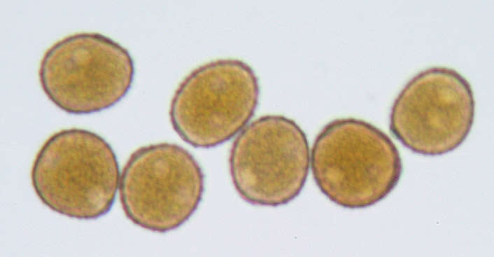 Image of Puccinia obscura J. Schröt. 1877