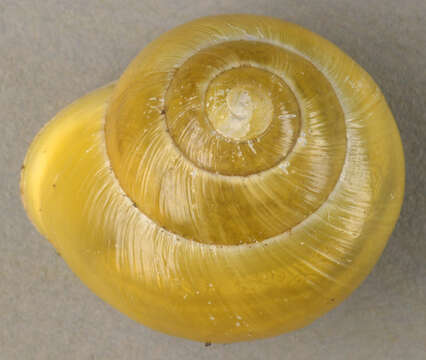 Image of White-lipped banded snail