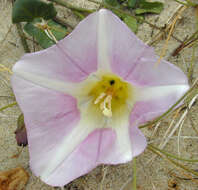 Image of Sea Bindweed