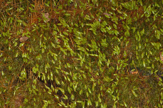 Image of orthodontium moss