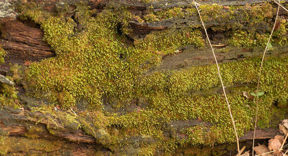 Image of orthodontium moss