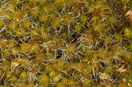 Image of bristly swan-neck moss