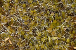 Image of bristly swan-neck moss