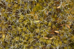 Image of bristly swan-neck moss