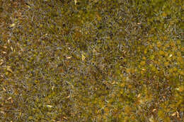 Image of bristly swan-neck moss