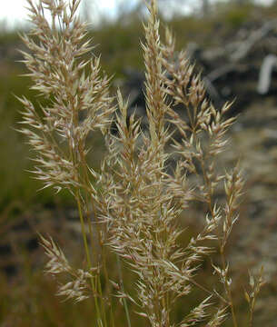 Image of bristle bent