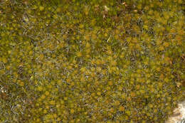 Image of bristly swan-neck moss