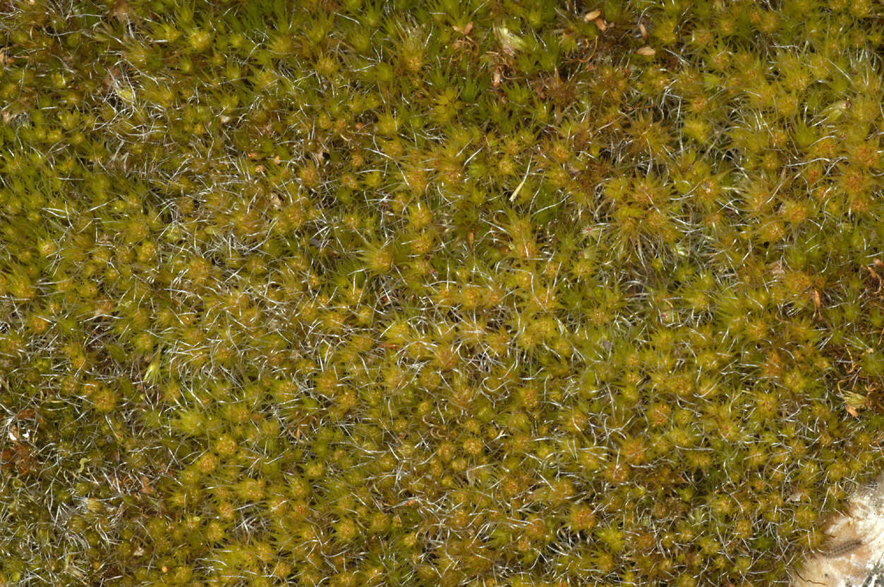 Image of bristly swan-neck moss