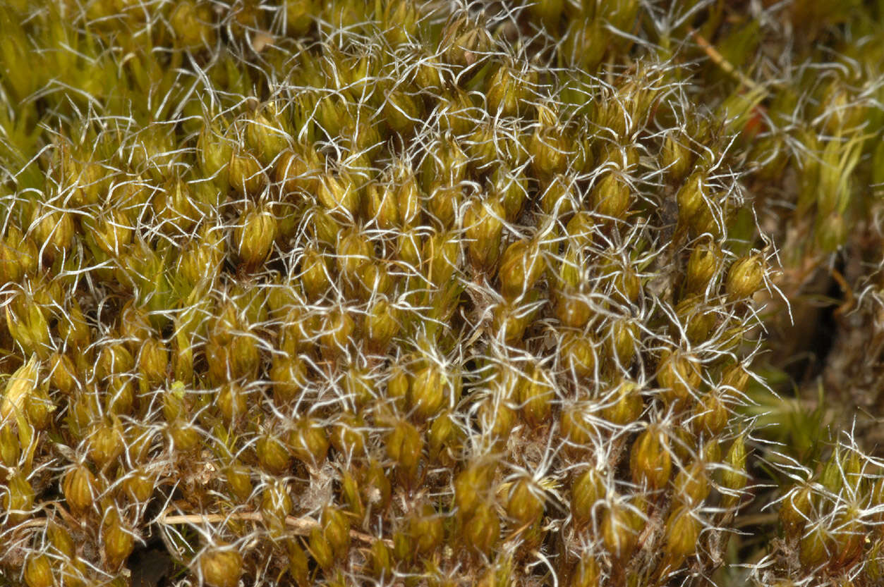 Image of bristly swan-neck moss