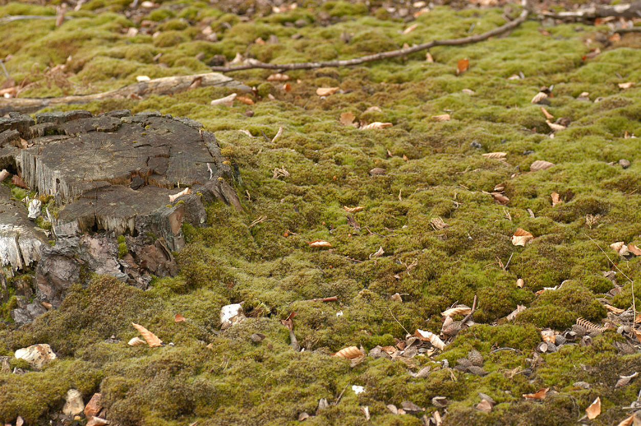 Image of bristly swan-neck moss