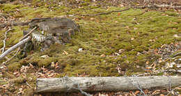 Image of bristly swan-neck moss