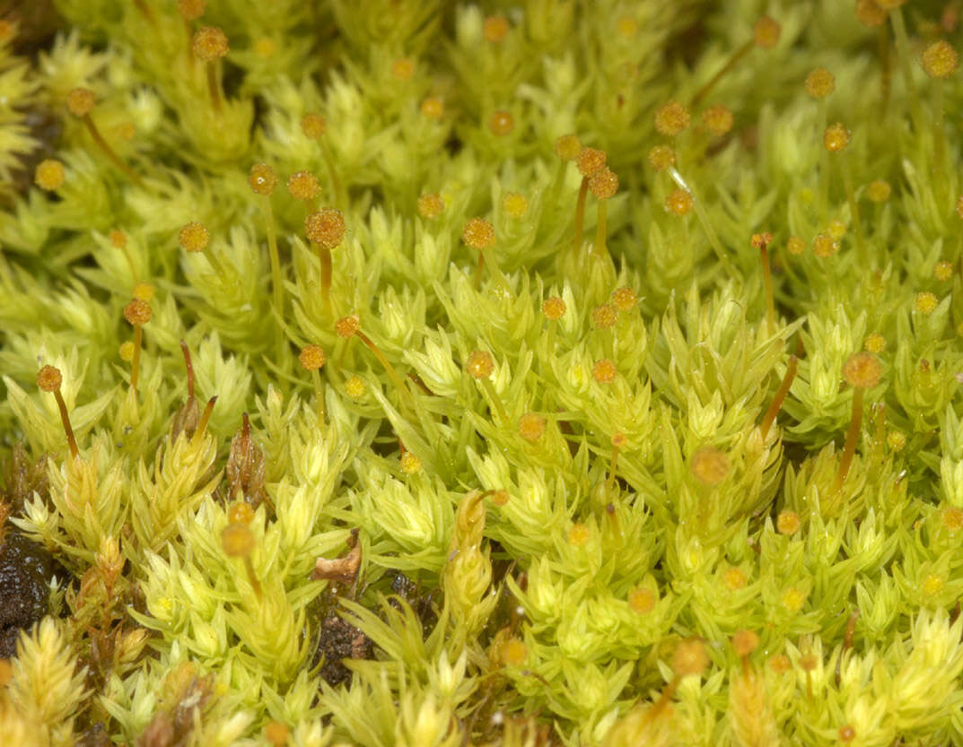 Image of aulacomnium moss