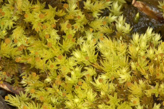 Image of aulacomnium moss