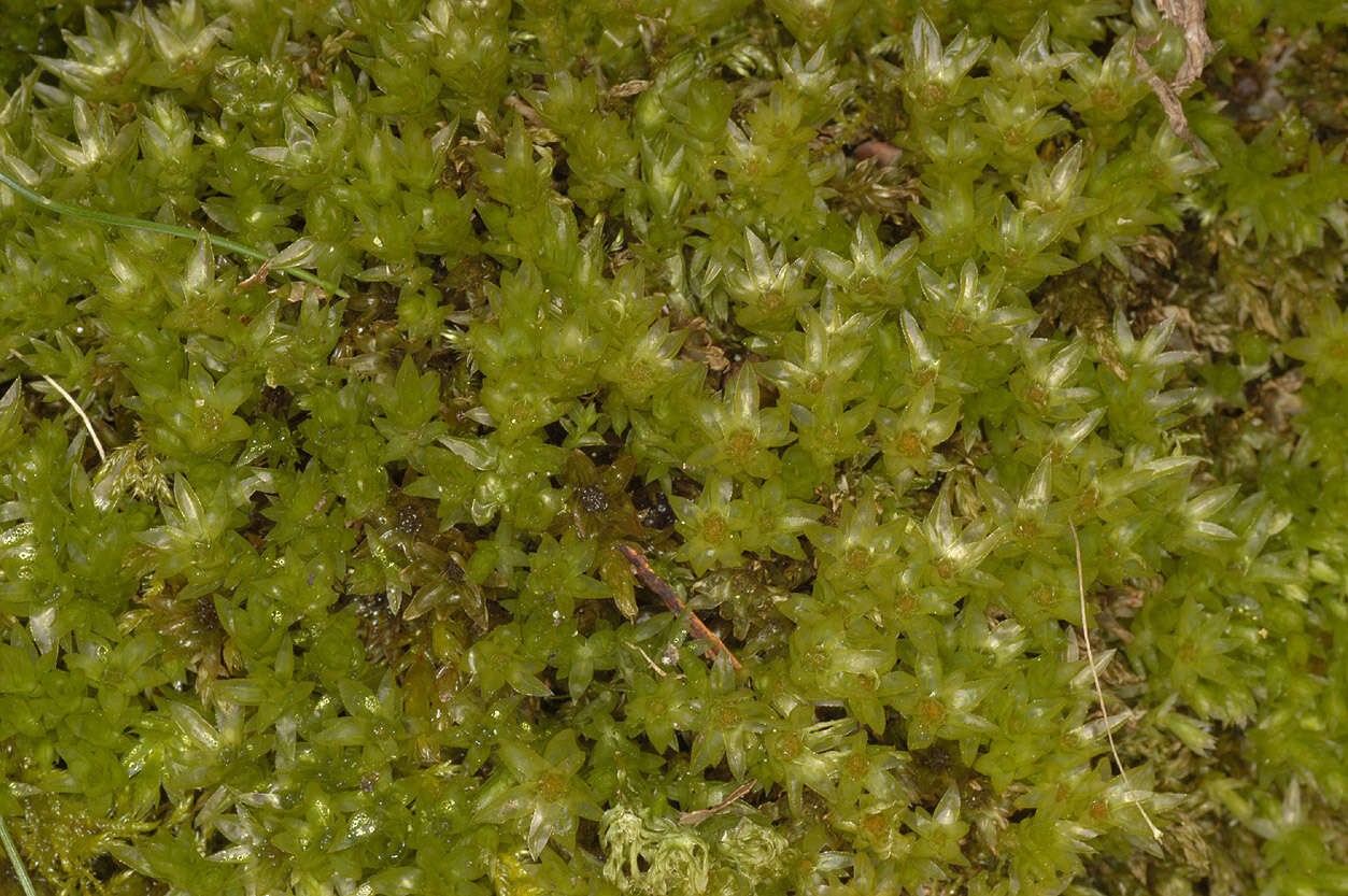 Image of horn calcareous moss