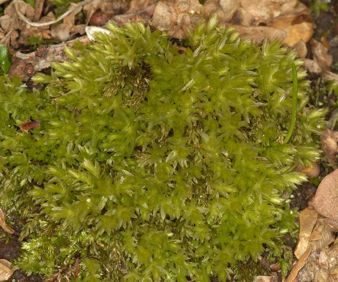 Image of horn calcareous moss