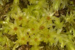 Image of horn calcareous moss