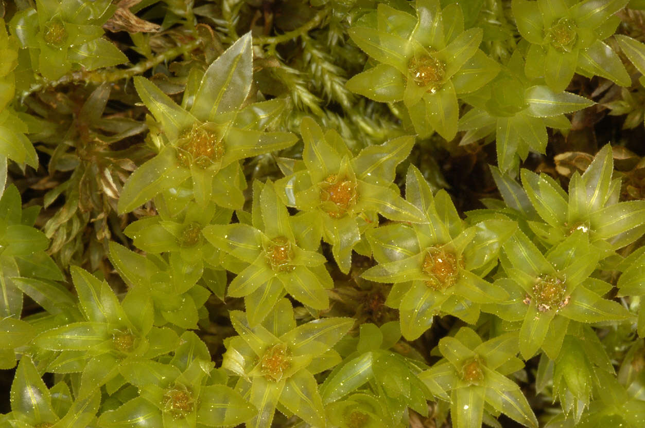 Image of horn calcareous moss