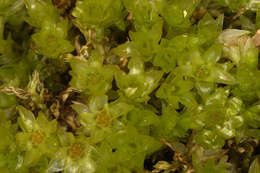 Image of horn calcareous moss