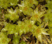 Image of horn calcareous moss