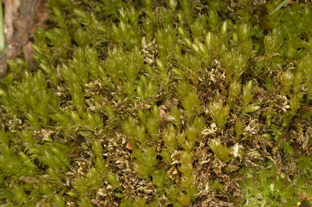 Image of horn calcareous moss