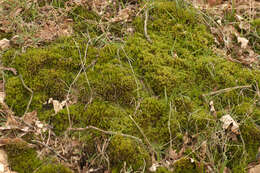 Image of horn calcareous moss