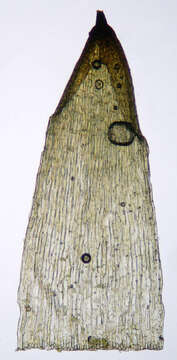 Image of orthodontium moss