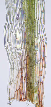 Image of orthodontium moss