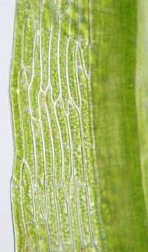 Image of orthodontium moss