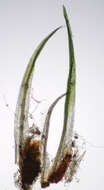 Image of orthodontium moss