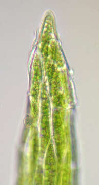 Image of orthodontium moss