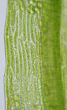 Image of orthodontium moss