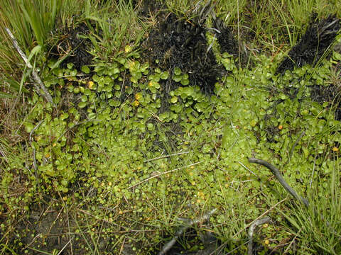 Imagem de Hydrocotyle vulgaris L.