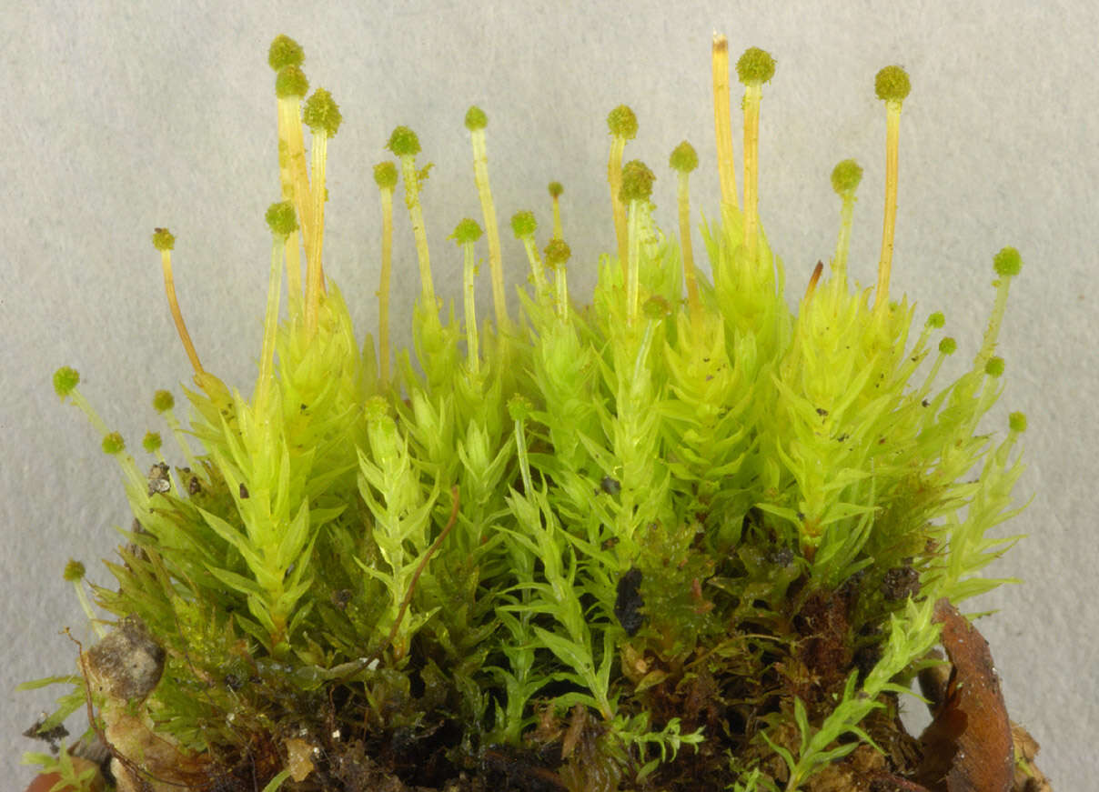 Image of aulacomnium moss