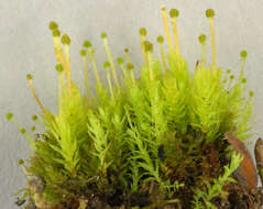 Image of aulacomnium moss