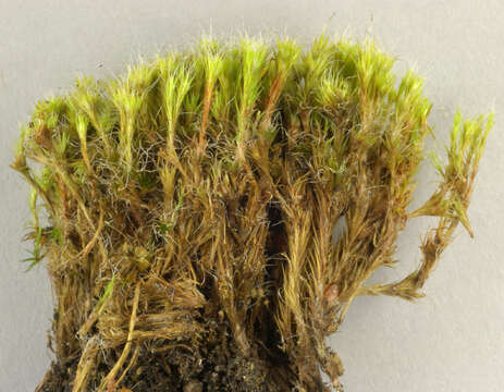 Image of bristly swan-neck moss