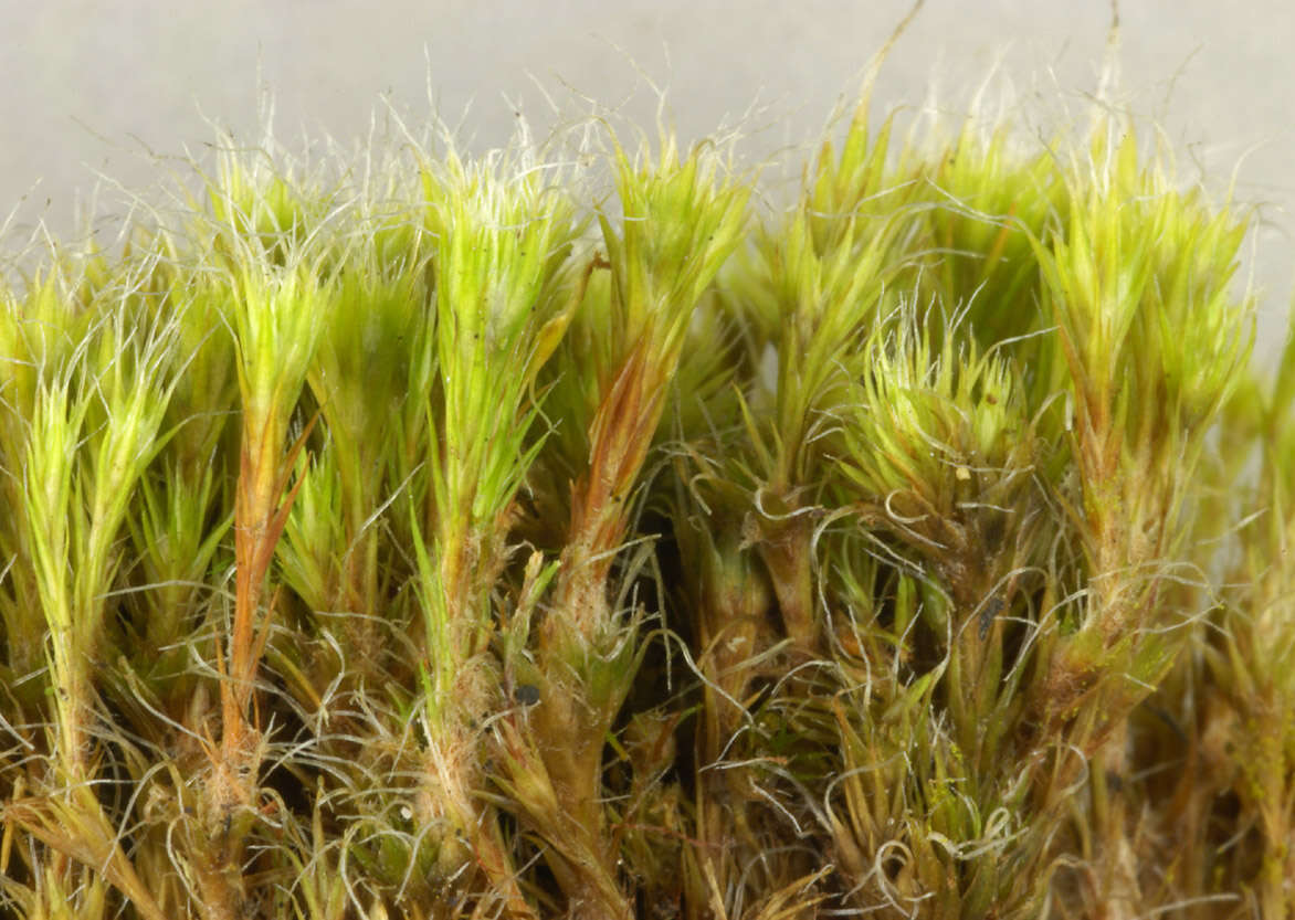 Image of bristly swan-neck moss