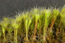 Image of bristly swan-neck moss