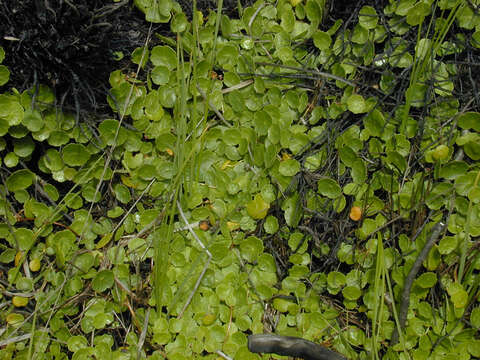 Imagem de Hydrocotyle vulgaris L.