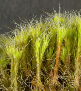 Image of bristly swan-neck moss