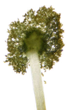 Image of aulacomnium moss