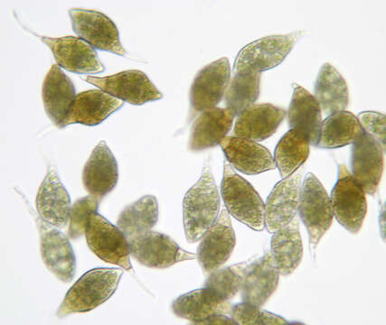 Image of aulacomnium moss