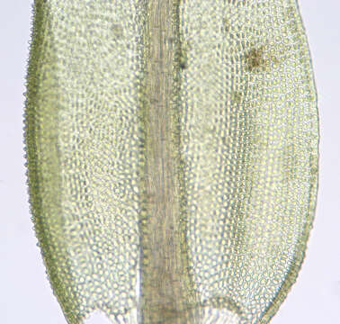 Image of aulacomnium moss