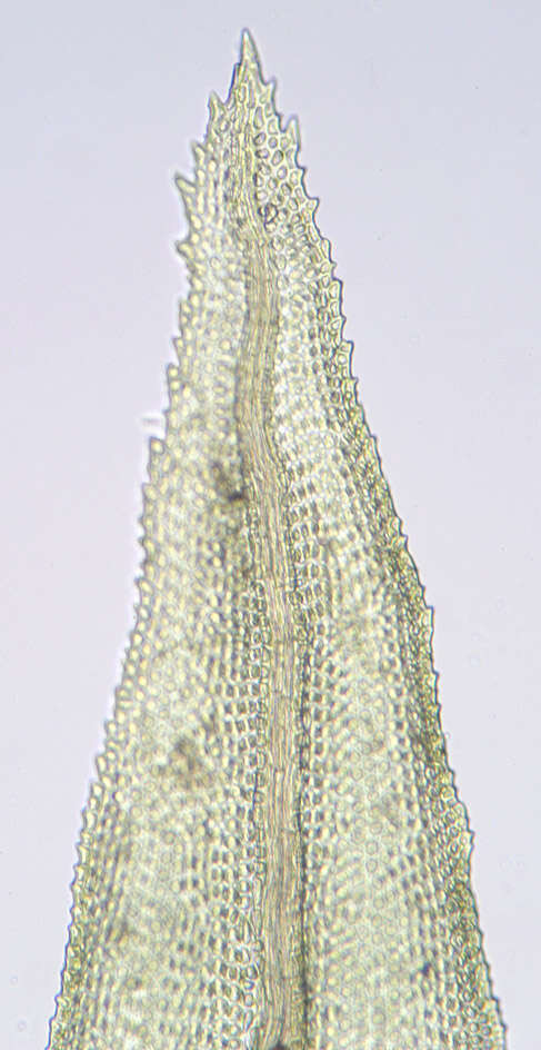 Image of aulacomnium moss