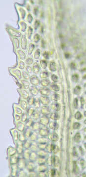 Image of aulacomnium moss