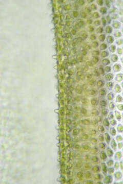 Image of aulacomnium moss