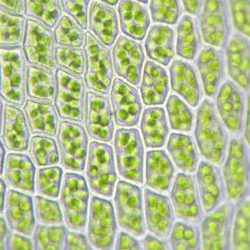 Image of horn calcareous moss