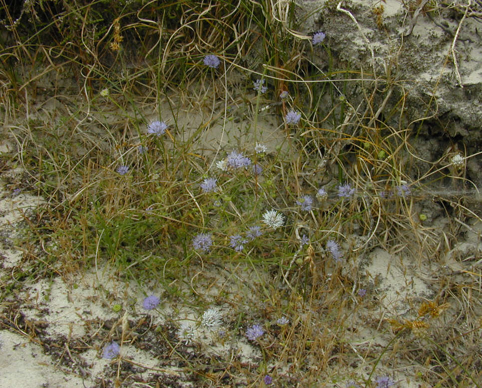 Image de Jasione montana subsp. montana