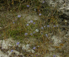 Image de Jasione montana subsp. montana